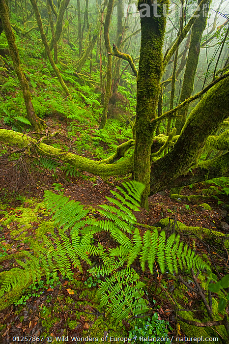 Laurann Top - Forest