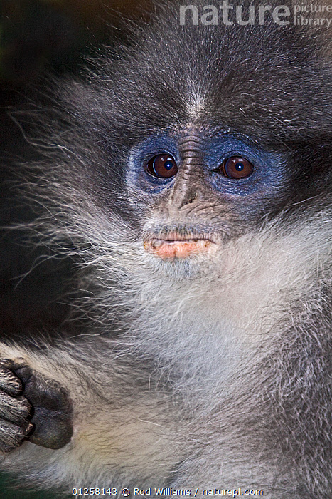 Stock photo of Young female Grizzled Leaf-monkey (Presbytis comata ...