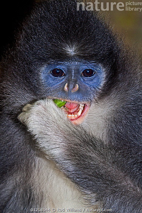 Stock photo of Male Grizzled Leaf-monkey (Presbytis comata) captive ...