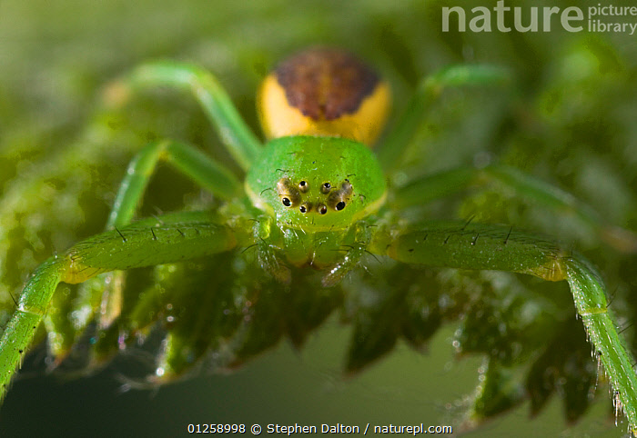 Stock photo of Green crab spider Diaea dorsata female, UK. Available