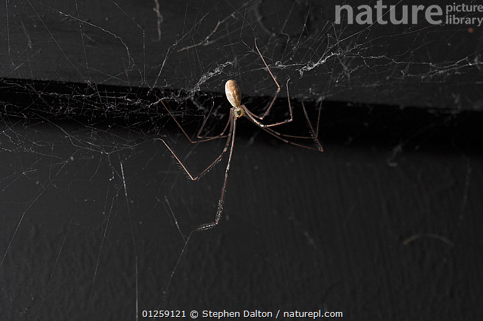 Daddy Long Legs Spider Royalty-Free Images, Stock Photos & Pictures