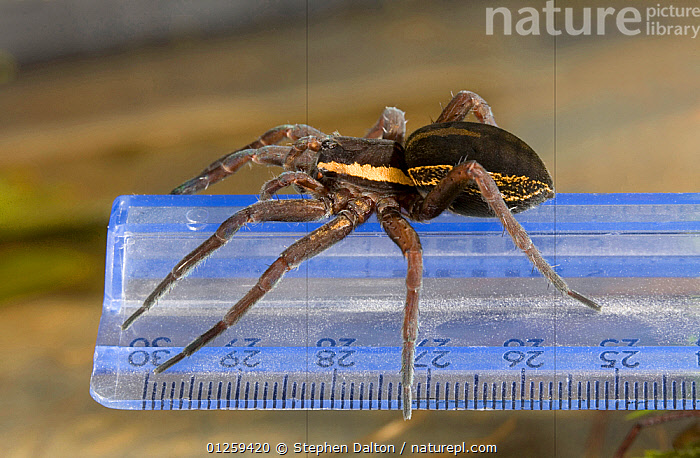 Durometer Spiders Stock photo of Raft spider (Dolomedes fimbriatus) on measuring ruler ...
