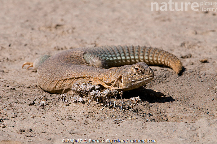 indian spiny tailed lizard