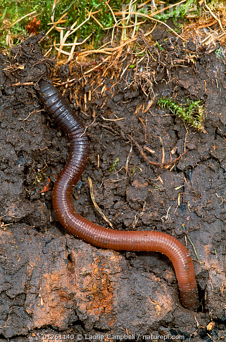 Stock photo of Common Earthworm (Lumbricus terrestris) exposed in ...