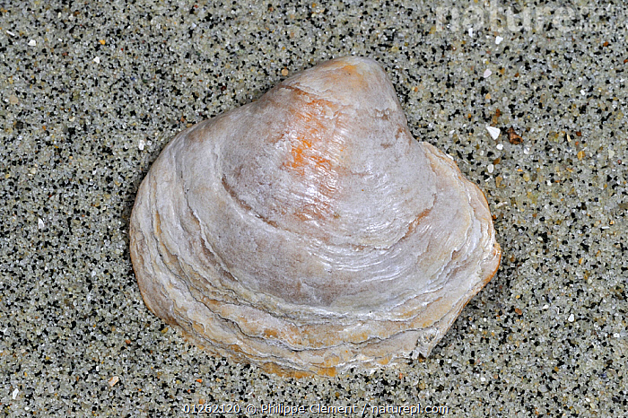 Stock photo of Saddle oyster / Jingle shell (Anomia ephippium) on beach ...