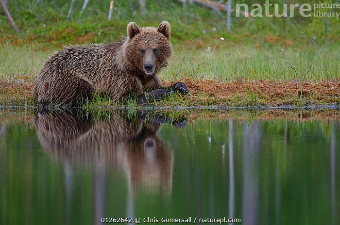 Stock photo of European brown bear (Ursus arctos) at the edge of a bog ...