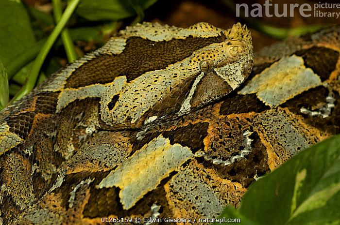 Stock photo of Rhinoceros viper / adder Bitis nasicornis captive