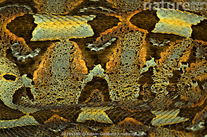 Stock photo of Rhinoceros viper / adder Bitis nasicornis showing