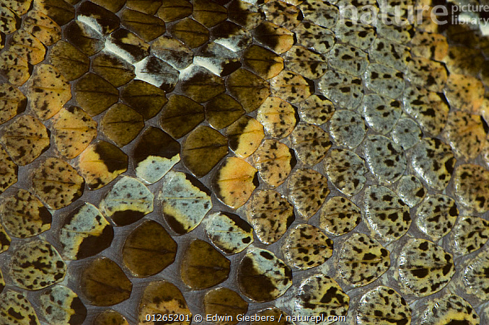 Stock photo of Rhinoceros viper / adder Bitis nasicornis skin detail