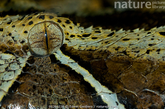 Stock photo of Rhinoceros viper / adder Bitis nasicornis close up of