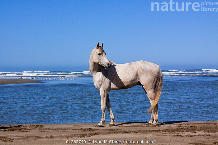 Picture of Stock photo of Arabian Horse standing on beach, Northern California ...