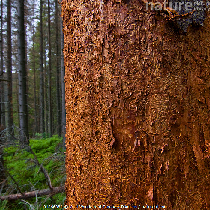 Stock photo of Bark of a Norway spruce (Picea abies) tree killed by ...