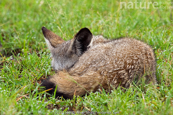 Bat Curled Stock photo of Bat-eared fox (Otocyon megalotis) sleeping curled up ...