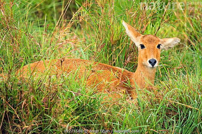 Common Reedbuck