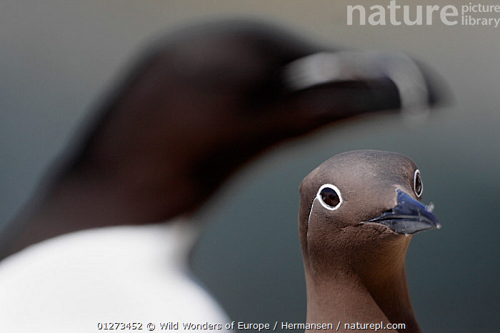 Stock photo of Common guillemot (Uria aalge) bridled form and an out of ...