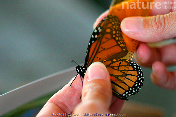 Stock photo of Person measuring Monarch butterfly (Danaus plexippus ...