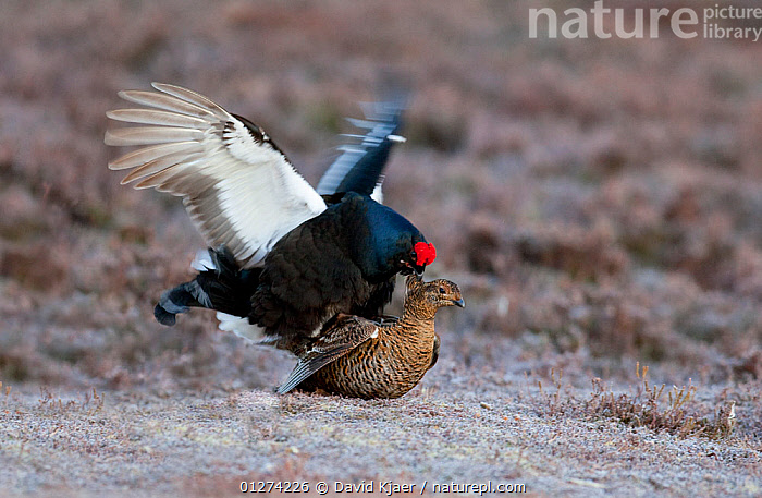 Stock photo of Black grouse (Tetrao terix) pair mating at spring