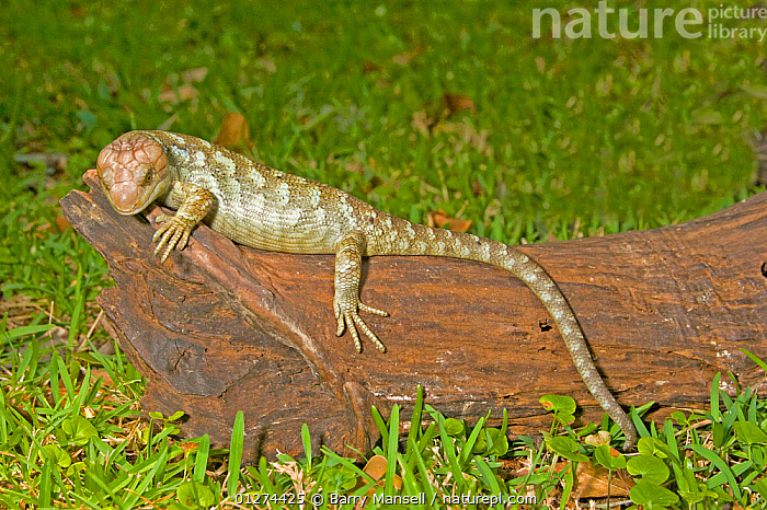 Snapshot of Captive Breeding Prehensile Tailed Skinks