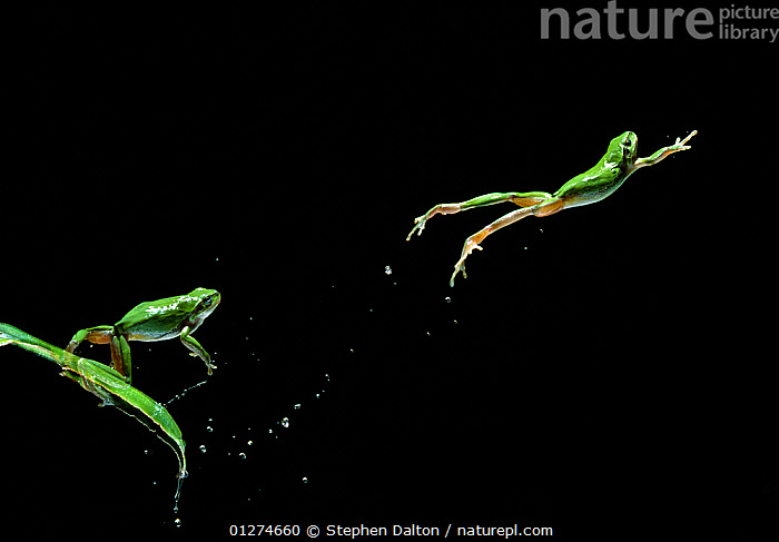 Stock photo of Common / European treefrog {Hyla arborea} jumping ...
