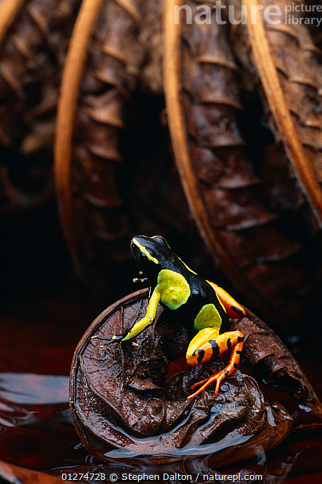 Stock Photo Of Painted Mantella Frog Mantella Madagascariensis On   01274728 