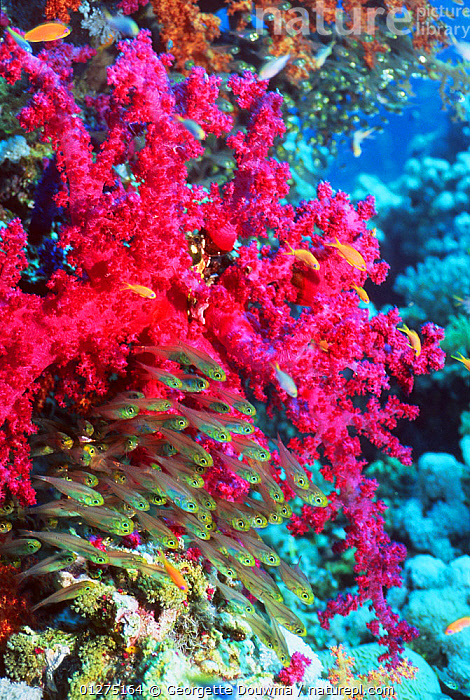 Stock Photo Of Pygmy Sweepers Parapriacanthus Ransonneti With Soft Coral Available For
