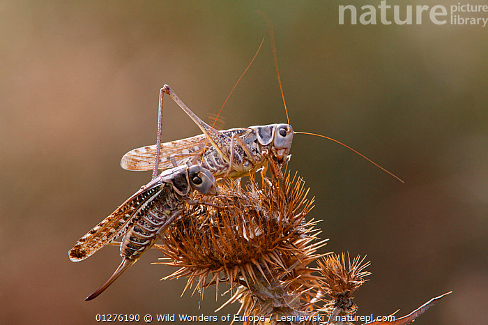 Migratory Locust (Locusta Migratoria). Stock Photo - Image of
