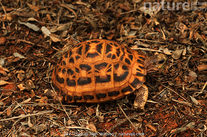 Stock photo of Spider / Flat tailed tortoise (Pyxis arachnoides) in