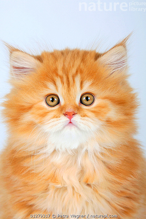 British sales red tabby