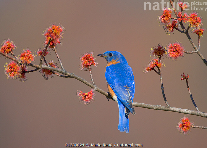 Stock photo of Eastern Bluebird (Sialia sialis), male perched on flowering  Red Maple…. Available for sale on