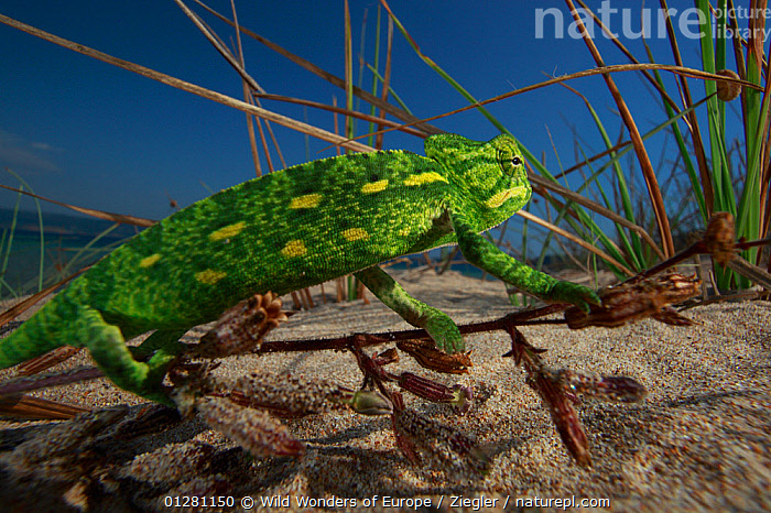 Chameleon (family Chamaeleonidae) – Our Wild World