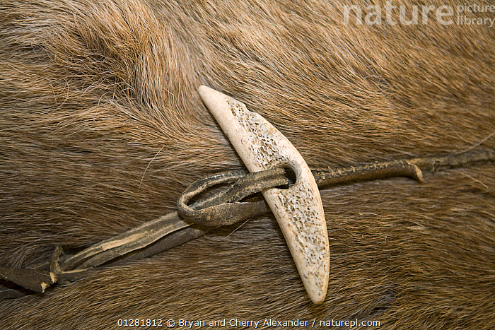 Stock photo of Traditional Thule culture toggle hitch made from