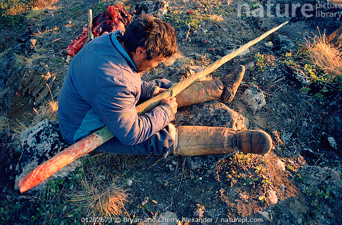 Inuit Clean Stock photo of Inuit hunter cleaning Narwhal (Monodon monoceros) tusk ...