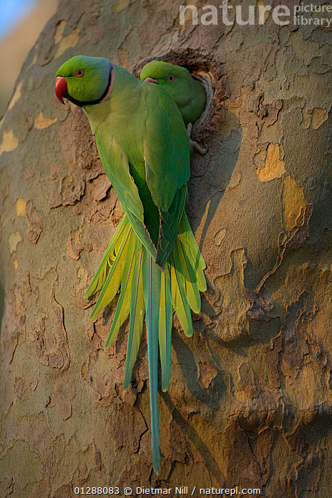 Rose-ringed Parakeet | Birds@IITK