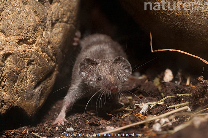 Stock photo of Etruscan shrew (Suncus etruscus) emerging from behind