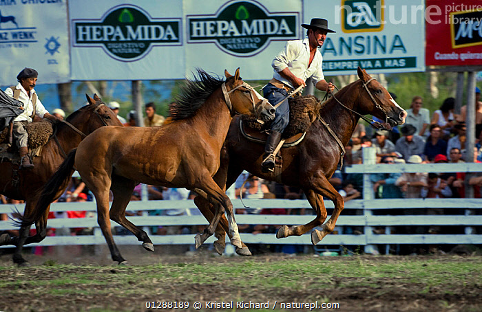 Stock photo of Two riders take out of the arena a wild horse (Equus ...