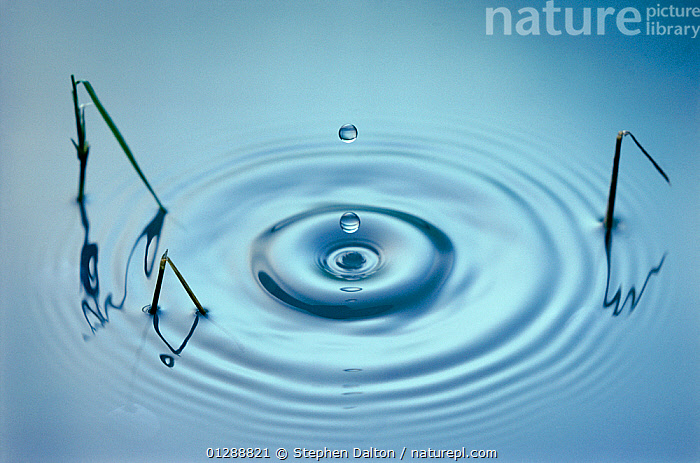 Waterdrop. Water Drop Leaf Environmental, Posters, Art Prints, Wall Murals