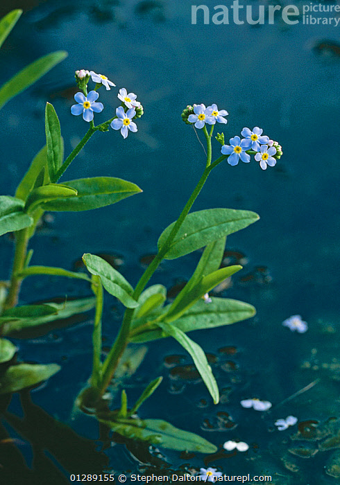 Aquatic Forget-Me-Not  Myosotis scorpioides - Pond Plants Online