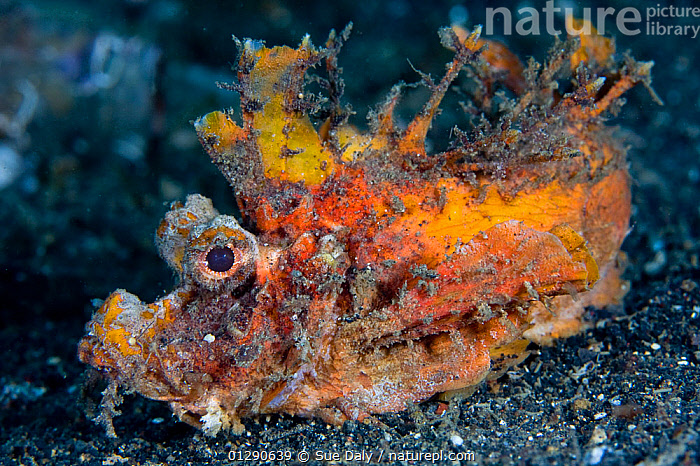 Stock photo of Demon stinger / Bearded ghoul fish (Inimicus didactylus) on  seabed, Lembeh…. Available for sale on