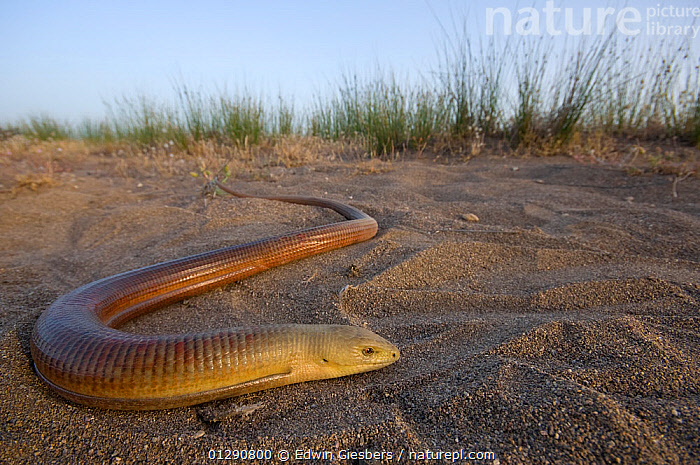 Stock Photo Of Full Length View Of European Glass / Legless Lizard ...