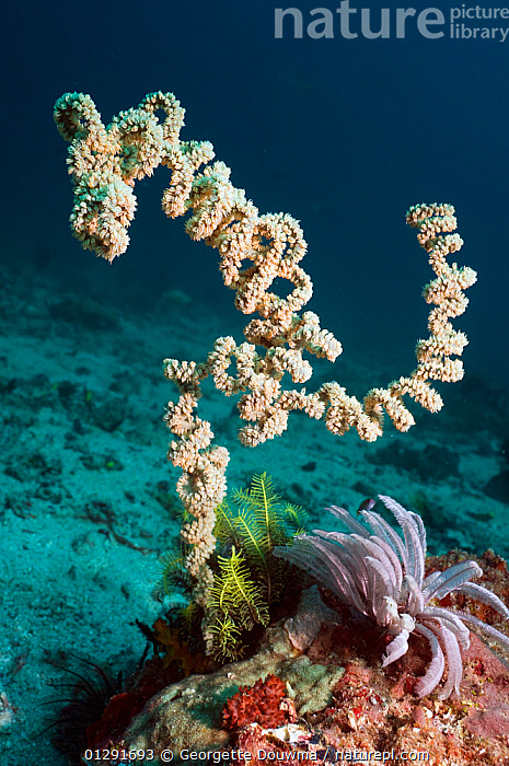 Spiral wire coral (Cirrhipathes spiralis), Indian Ocean, Maldives Stock  Photo - Alamy