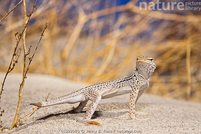 Retro avtomobilda erotik jinsiy aloqa
