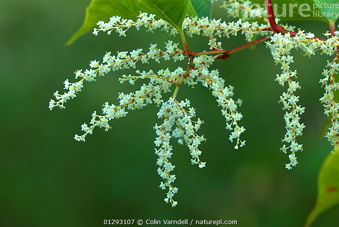 Stock photo of Japanese knotweed (Fallopia japonica) flowers, Dorset ...