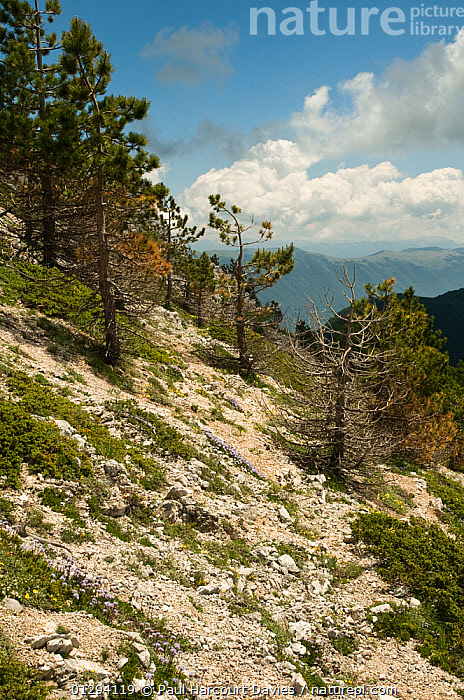 Stock photo of Mountain habitat, Mt Simbruini, showing sparsely wooded ...