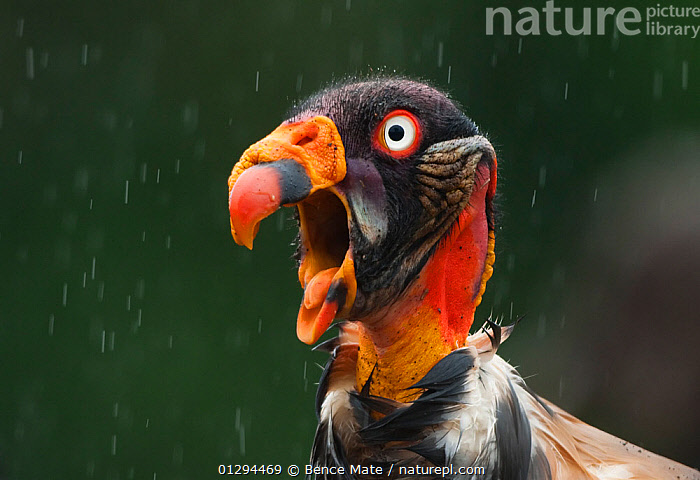 Stock photo of Head portrait of King vulture (Sarcoramphus papa) calling in  the rain. Available for sale on