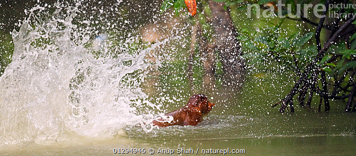 Stock photo of Young male Proboscis Monkey (Nasalis larvatus) swimming ...