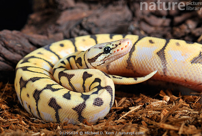 Stock photo of Ball python (Python regius) captive, white morph, from ...