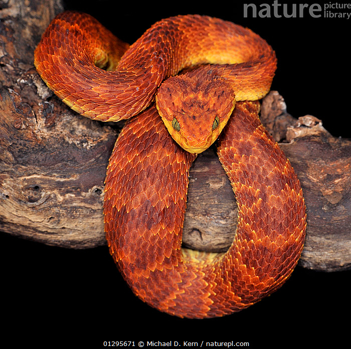 Variable Viper Stock photo of African / Variable bush viper (Atheris squamiger ...