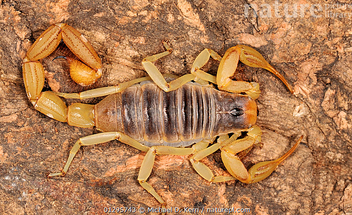 giant desert scorpion