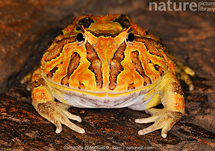 Stock photo of Chacoan horned / albino pacman frog (Ceratophrys ...