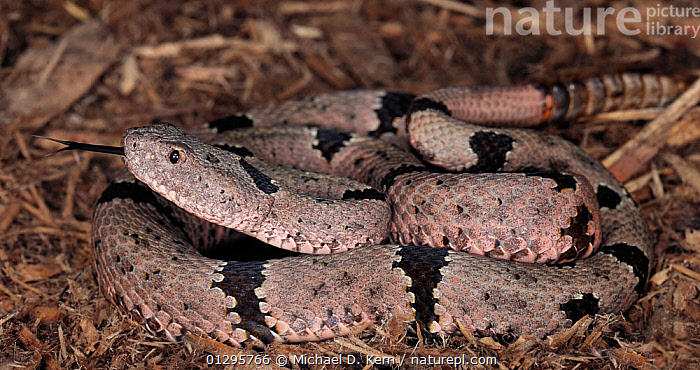 Stock photo of Banded rock rattlesnake (Crotalus lepidus klauberi ...